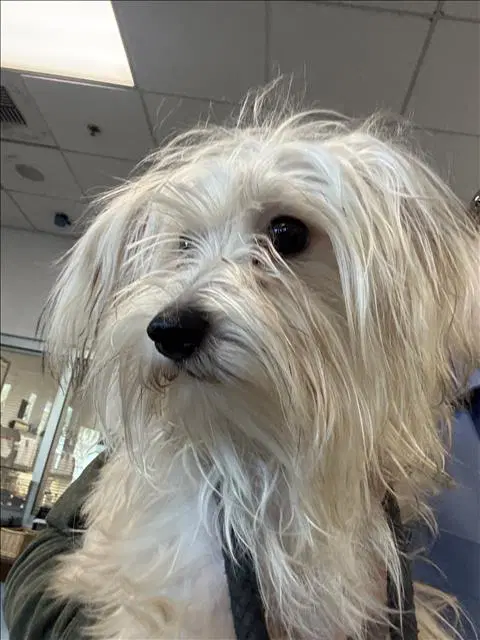 Oso - Yorkshire Terrier Yorkie
