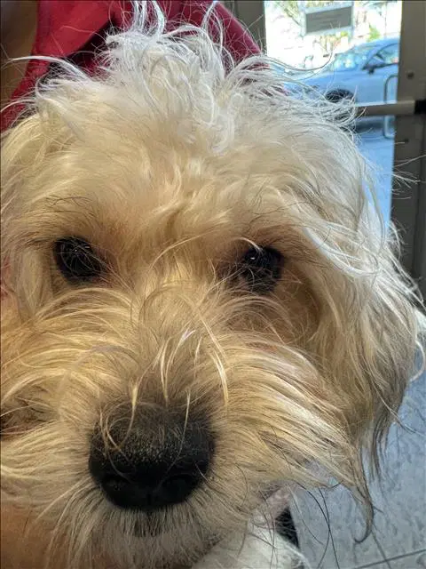 Teddy - Yorkshire Terrier Yorkie