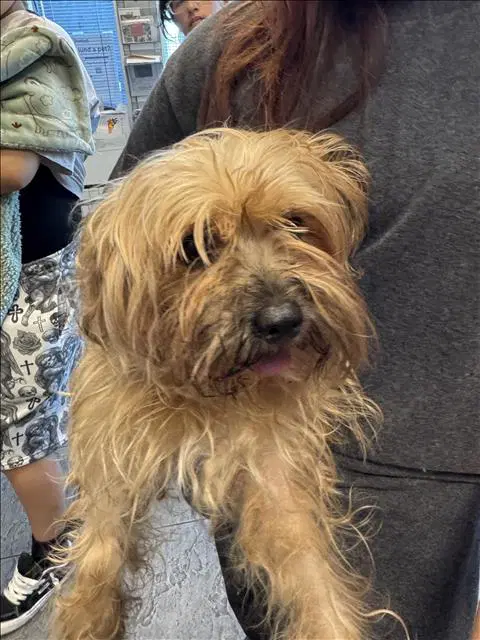 Akira - Yorkshire Terrier Yorkie
