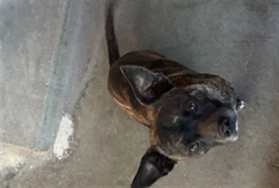 Ghost - Pit Bull Terrier