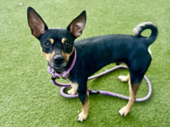 Spanky - Miniature Pinscher