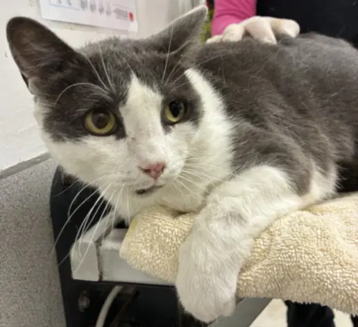 Harrison - Domestic Short Hair