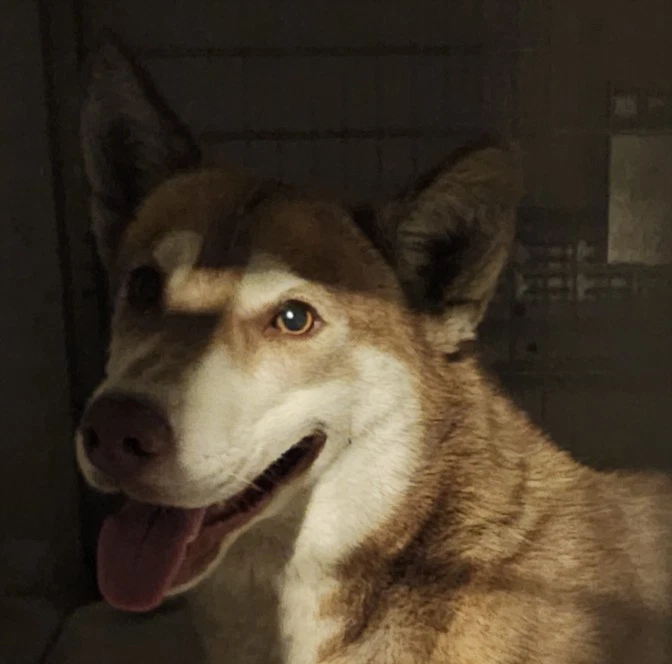 Alta