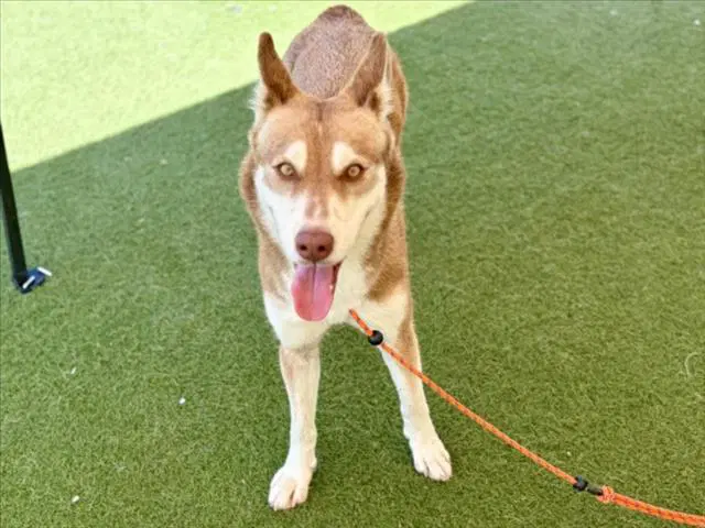 Alta - Siberian Husky
