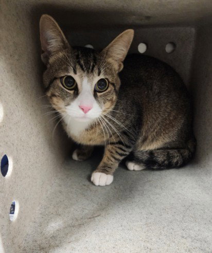 CRICKET, a cat for adoption from West Los Angeles Animal Care and Control Center