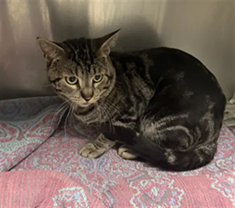 Billy - Domestic Short Hair