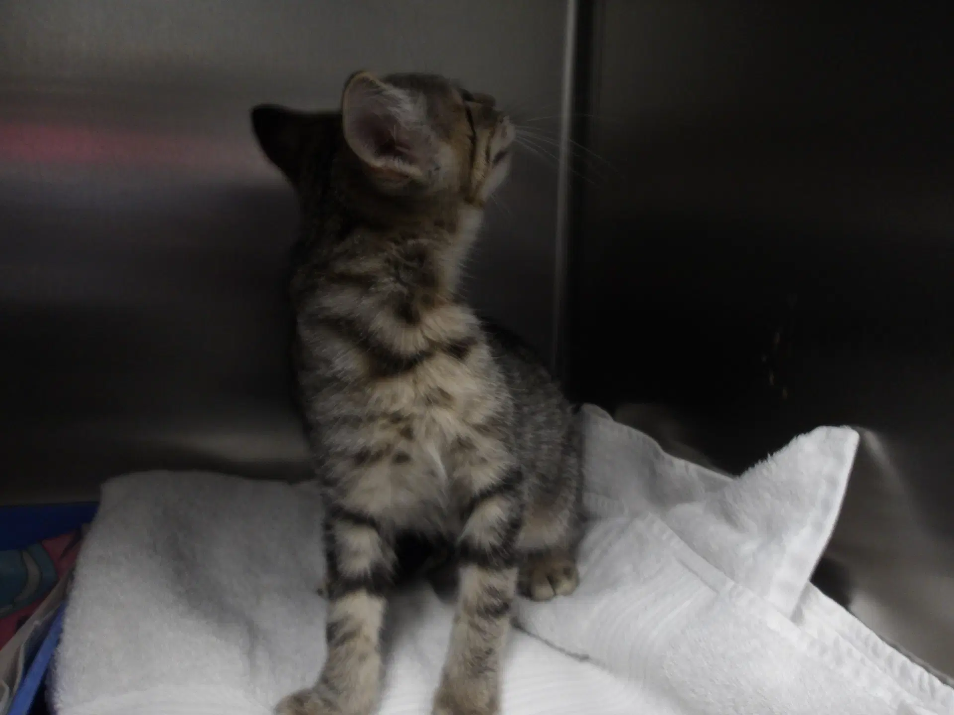 Chocolate - Domestic Short Hair
