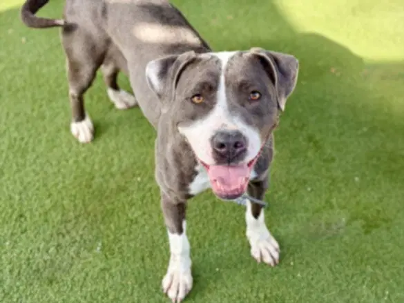 Hazel - Pit Bull Terrier
