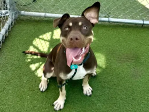 Reign - Pit Bull Terrier