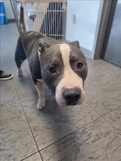 Tefera - Pit Bull Terrier