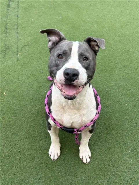 Tefera - Pit Bull Terrier