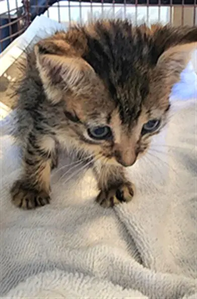 Simon - Domestic Medium Hair