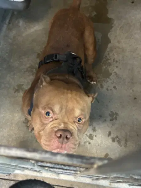 Hector - English Bulldog