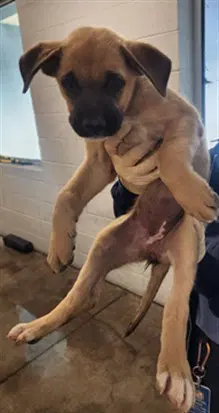 Anna - German Shepherd Dog