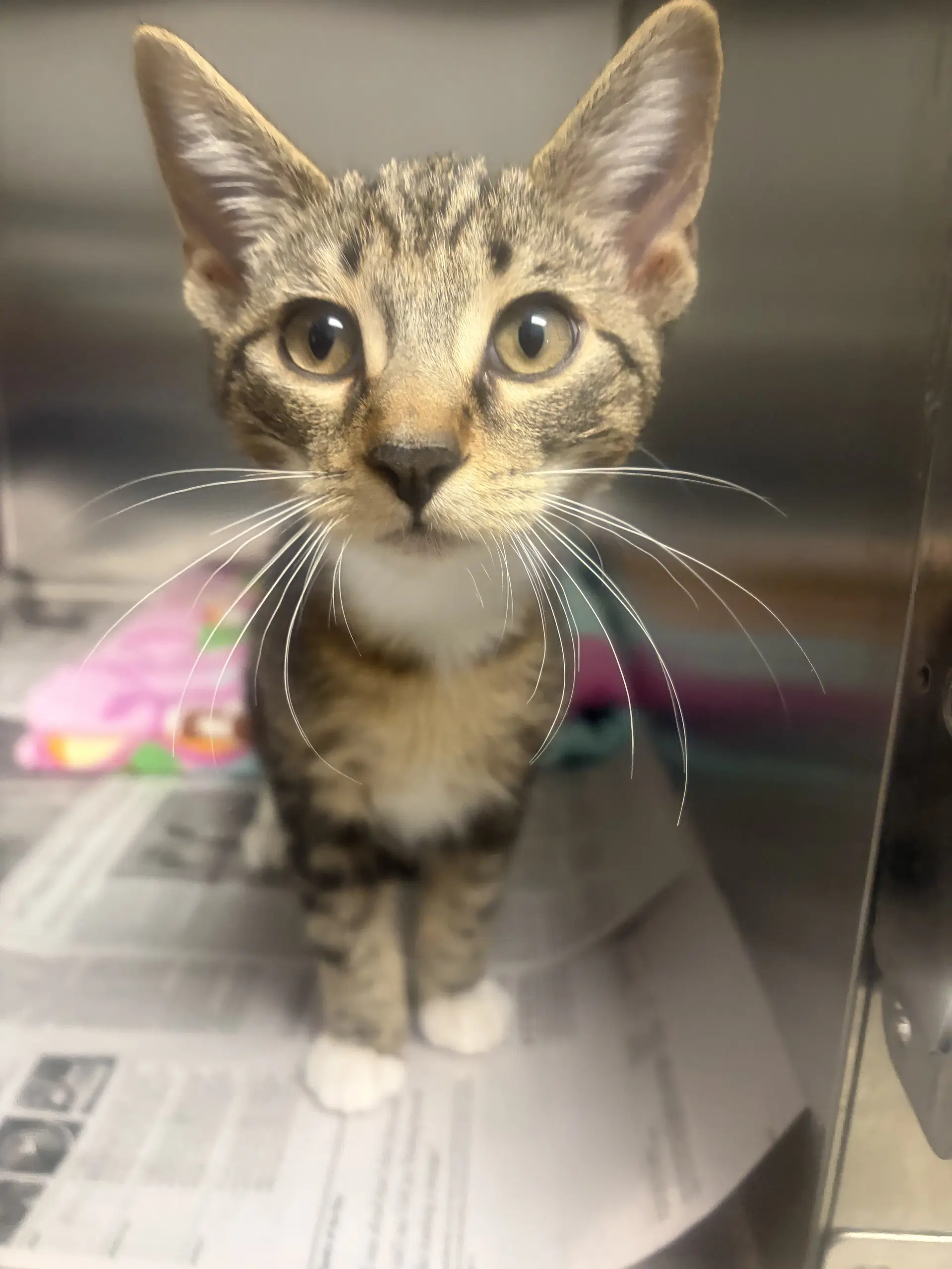 Pudding - Domestic Short Hair