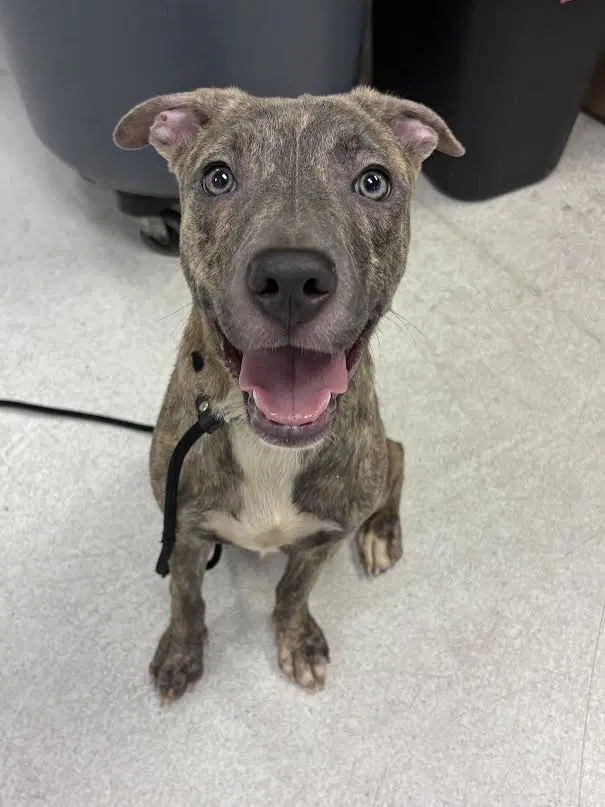 Mina - Pit Bull Terrier