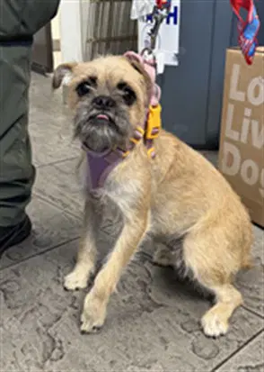 Gucci - Brussels Griffon