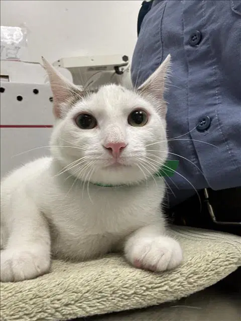 Emma - Domestic Short Hair