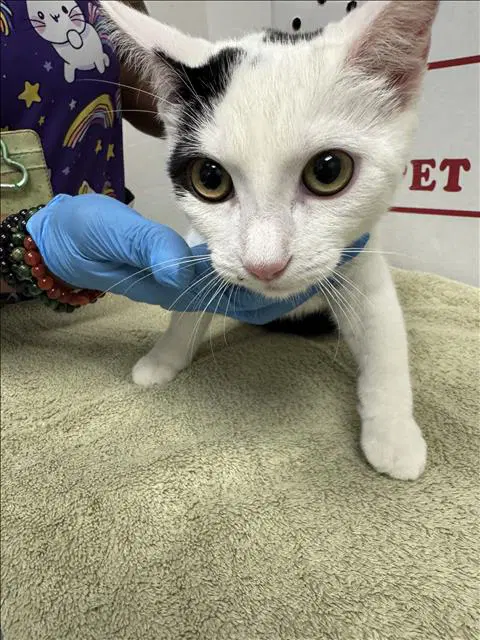 Jenna - Domestic Short Hair