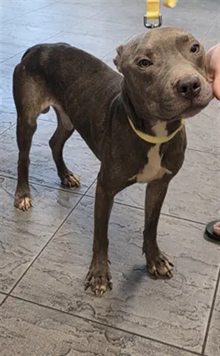 Nacho - Pit Bull Terrier