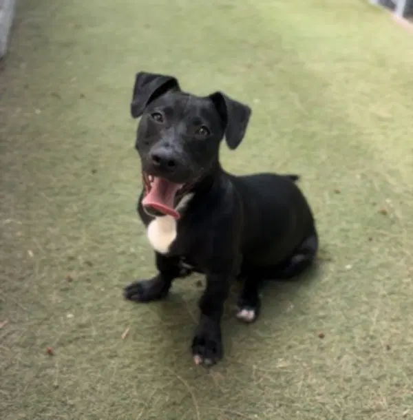 Danny Zuko - Pit Bull Terrier