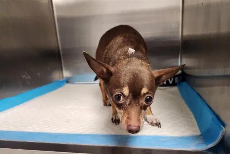 Chica - Chihuahua