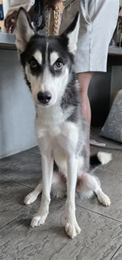 Bruno - Siberian Husky