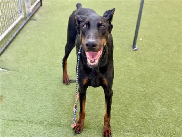 Apollo - Doberman Pinscher
