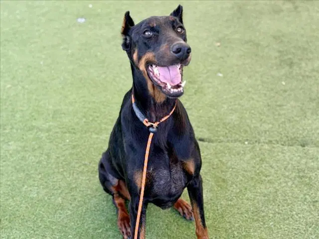 Aries - Doberman Pinscher