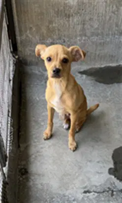 Charlie - Chihuahua