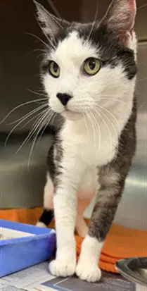 Huchu - Domestic Short Hair