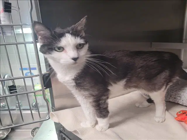 Huchu - Domestic Short Hair