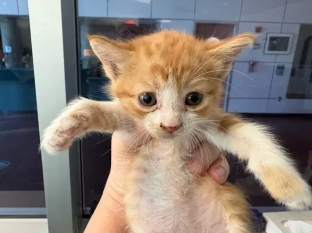 Destini - Domestic Short Hair