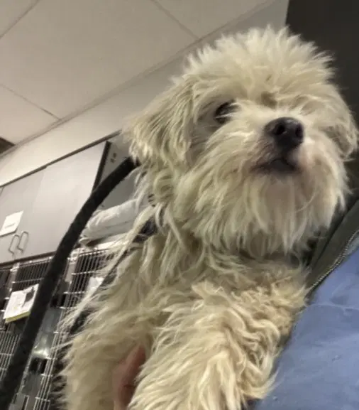 Mazzy - Maltese