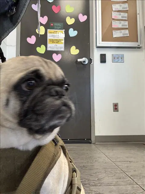 Duke - Pug