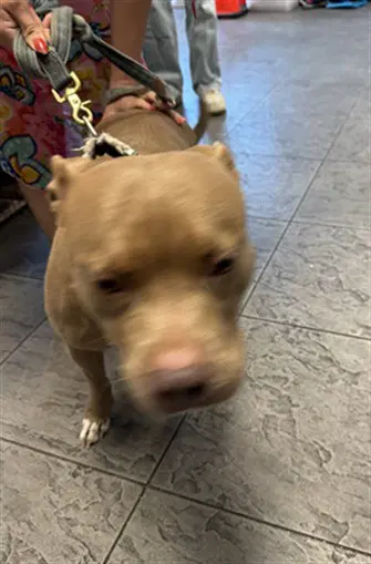 Chloe - Pit Bull Terrier