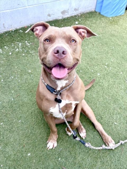 CHLOE, a dog for adoption from West Los Angeles Animal Care and Control Center