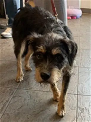 Poncho - Tibetan Terrier