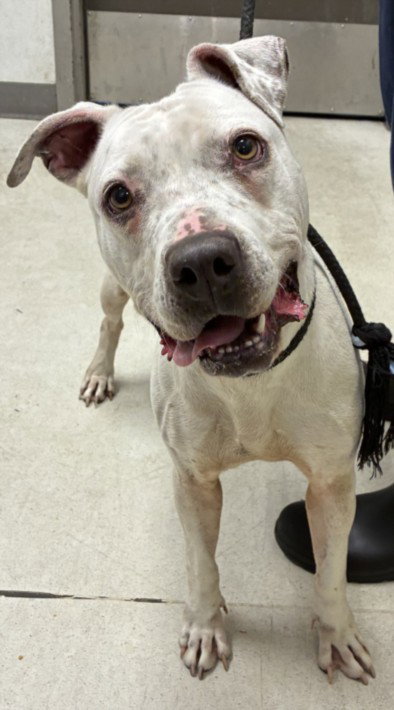 LUCY, a dog for adoption from West Los Angeles Animal Care and Control Center