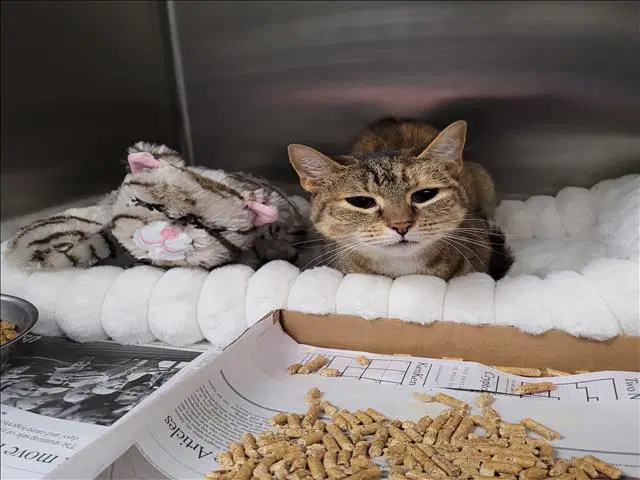 Truffles - Domestic Short Hair