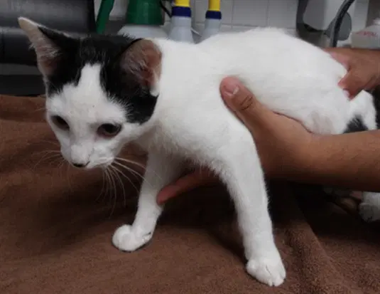 Quartz - Domestic Short Hair