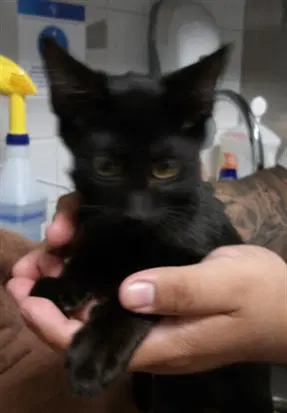 Saphire - Domestic Short Hair