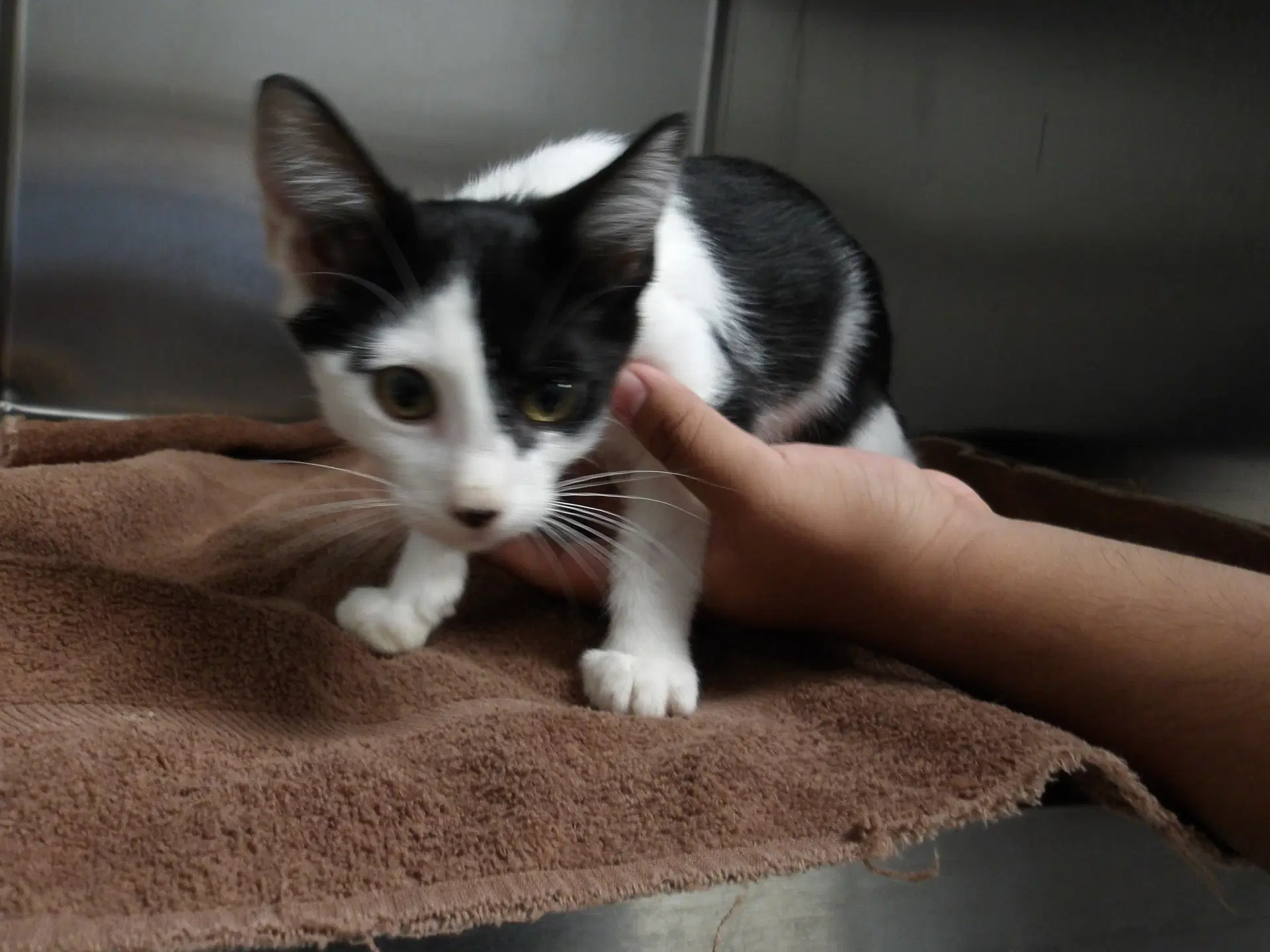 Rubi - Domestic Short Hair