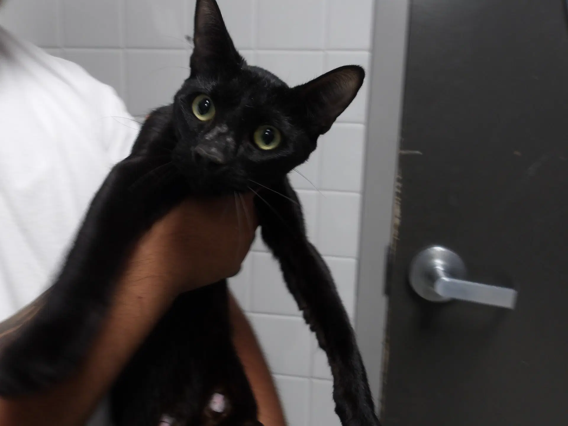 Lavander - Domestic Short Hair