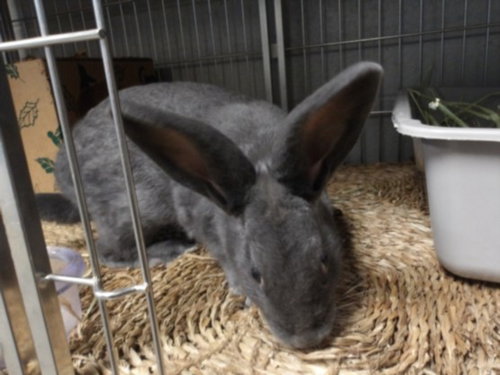 BONNIE, a rabbit for adoption from West Los Angeles Animal Care and Control Center