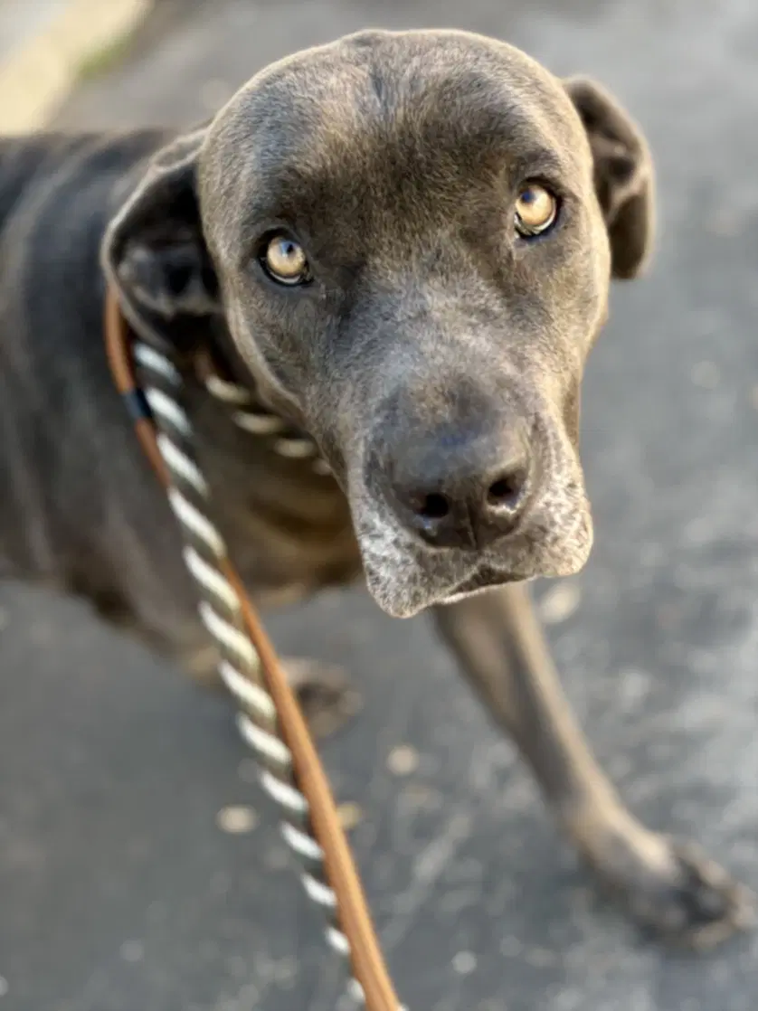 Bella - Cane Corso Mastiff