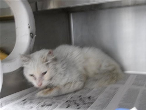 CASPER, a cat for adoption from West Los Angeles Animal Care and Control Center