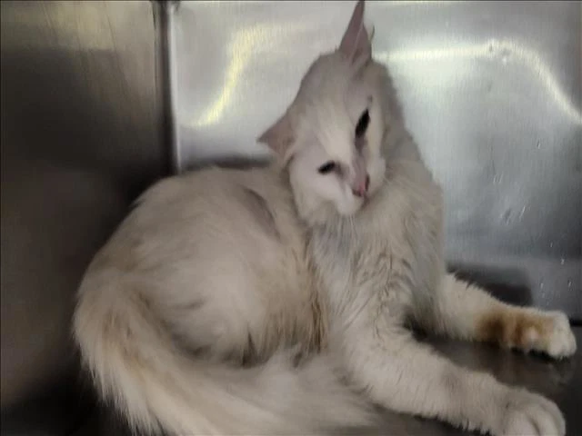 Casper