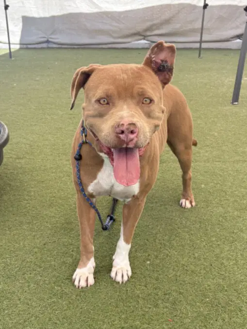 Ivy - Pit Bull Terrier