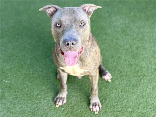 NACHO, a dog for adoption from West Los Angeles Animal Care and Control Center